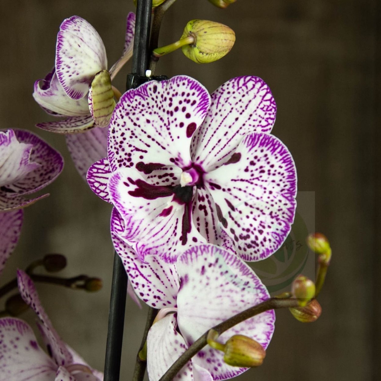 Фаленопсис легато Биг лип