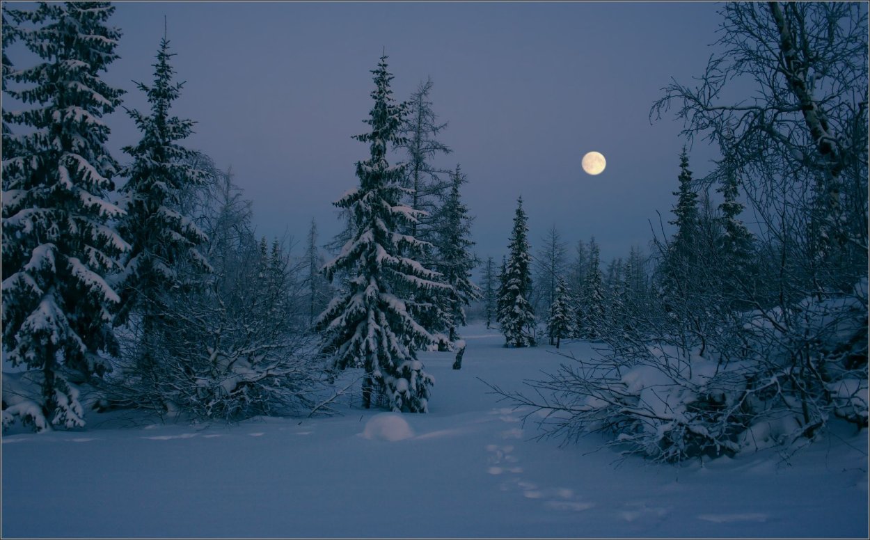 Дорога в лесу ночью