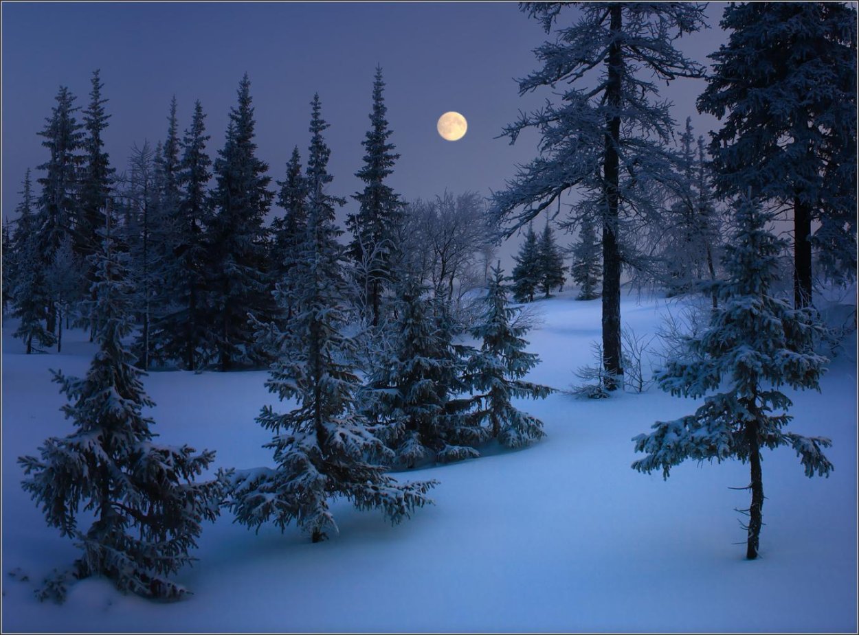 Ночь лес Луна