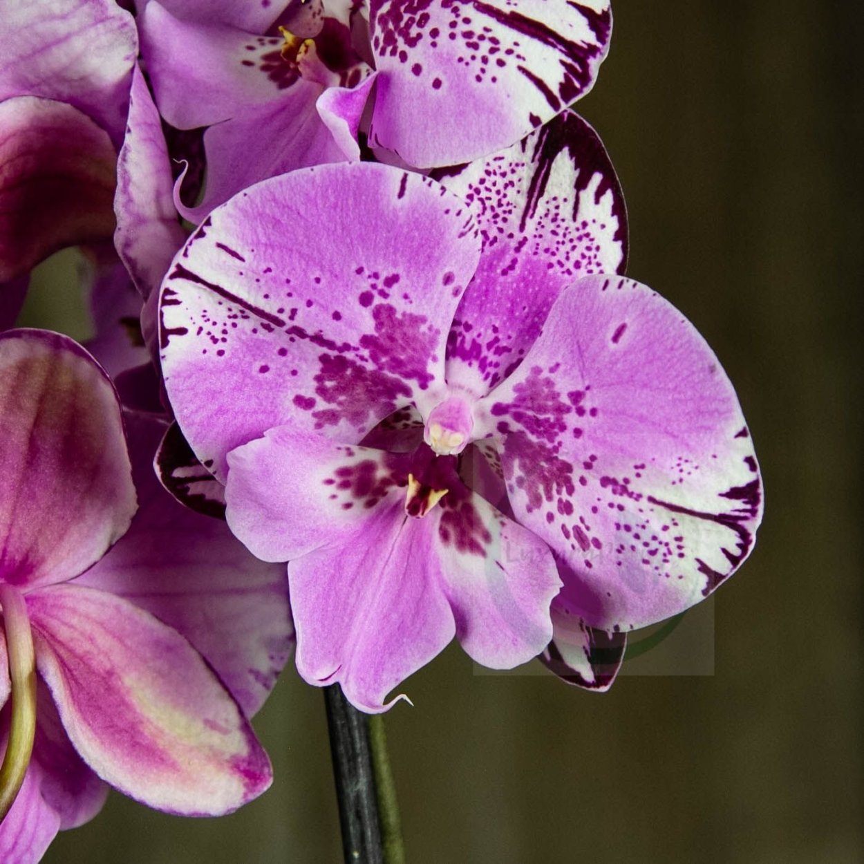 Фаленопсис Биг лип шоколад