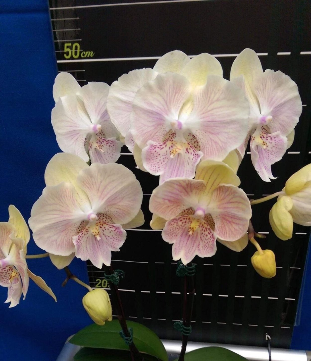 Орхидея Биг лип Леонтин