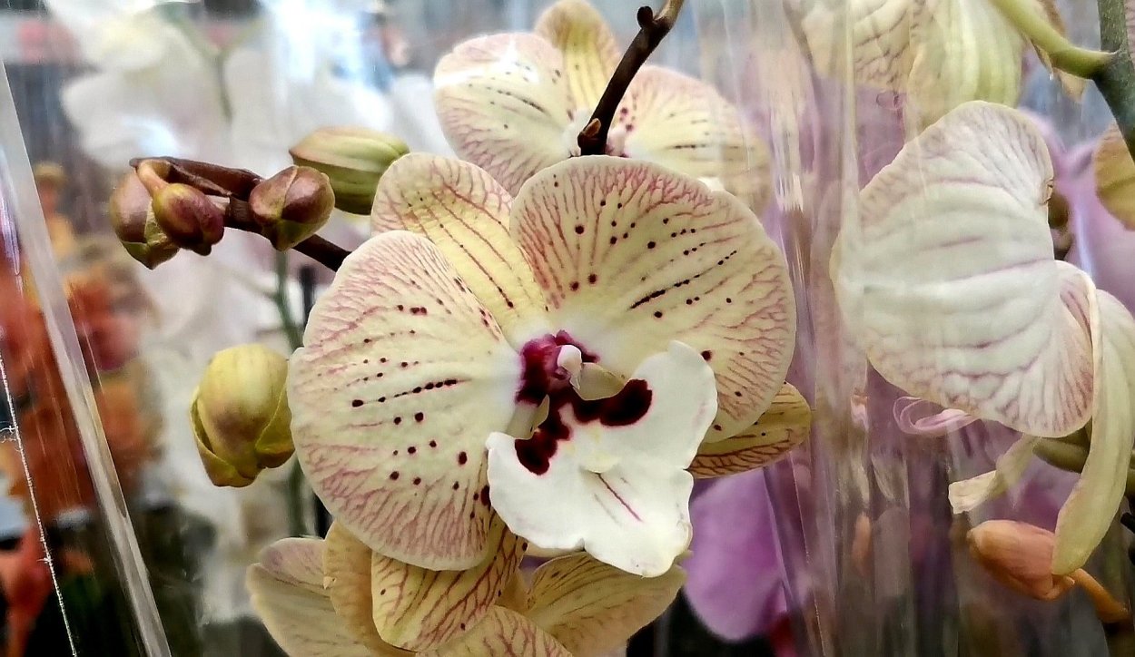 Фаленопсис Рейонг космос