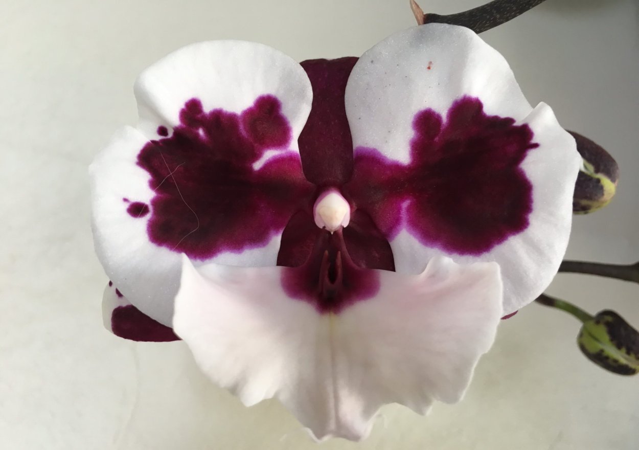 Фаленопсис Phalaenopsis Champagne