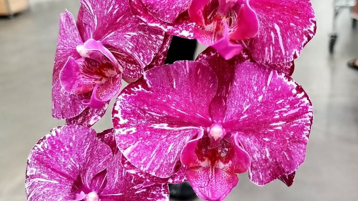 Фаленопсис Биг лип Наоми