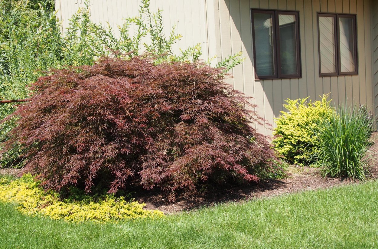 Дерен калинолистный