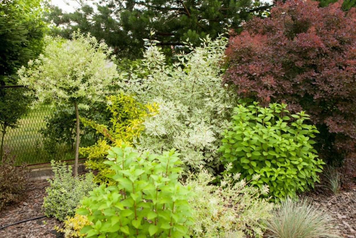 Пузыреплодник калинолистный Дьяболо