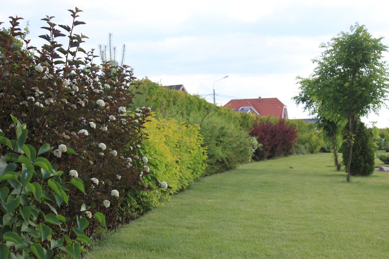 Барбарис, спирея, пузыреплодник