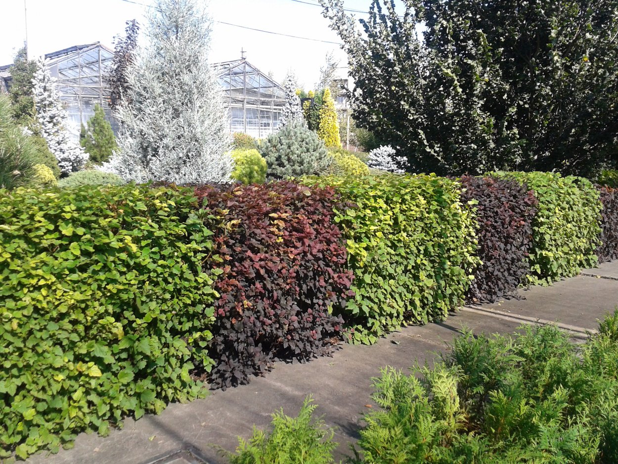 Гортензия спирея чубушник