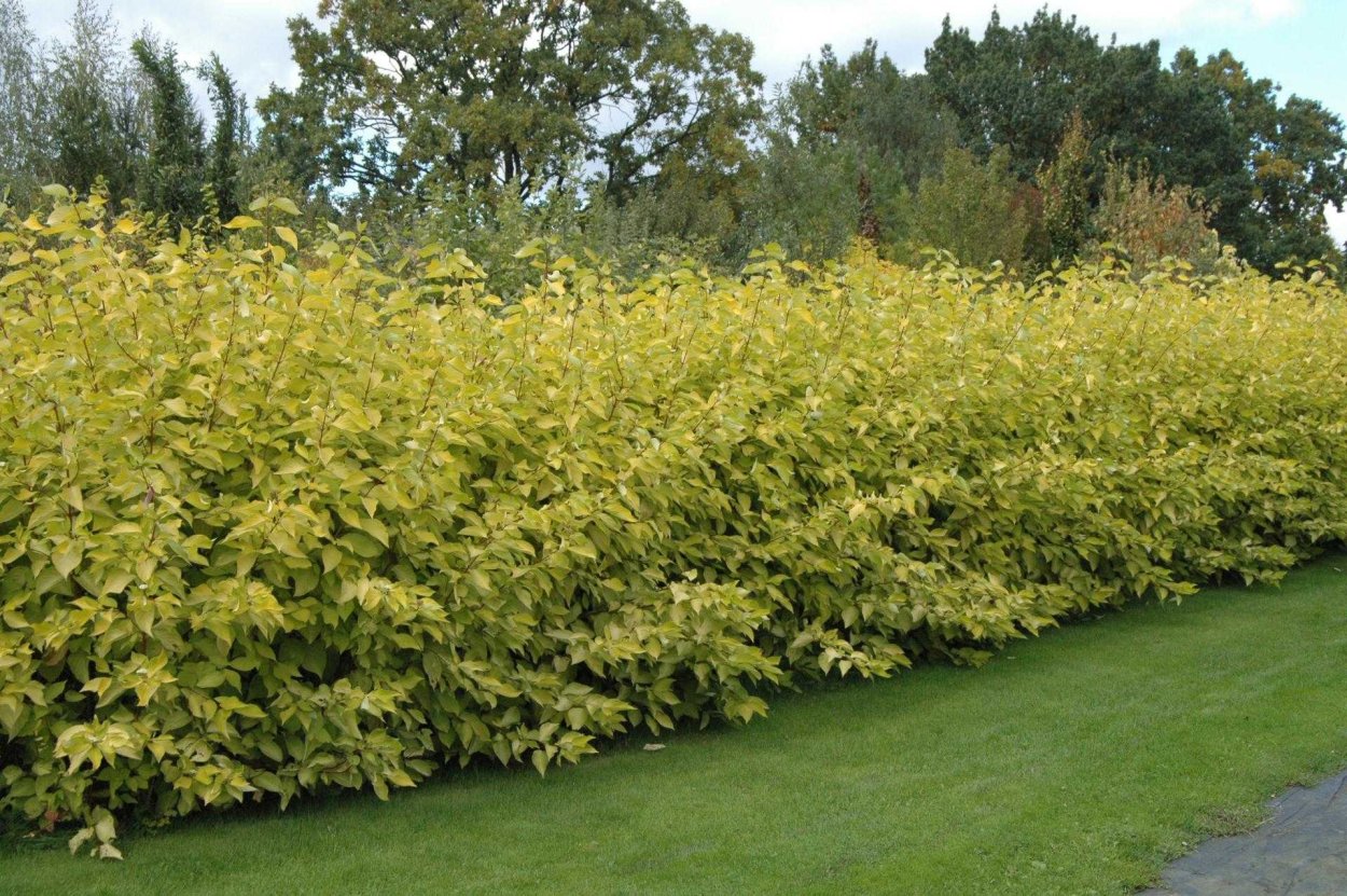 Physocarpus op. Shady Lady