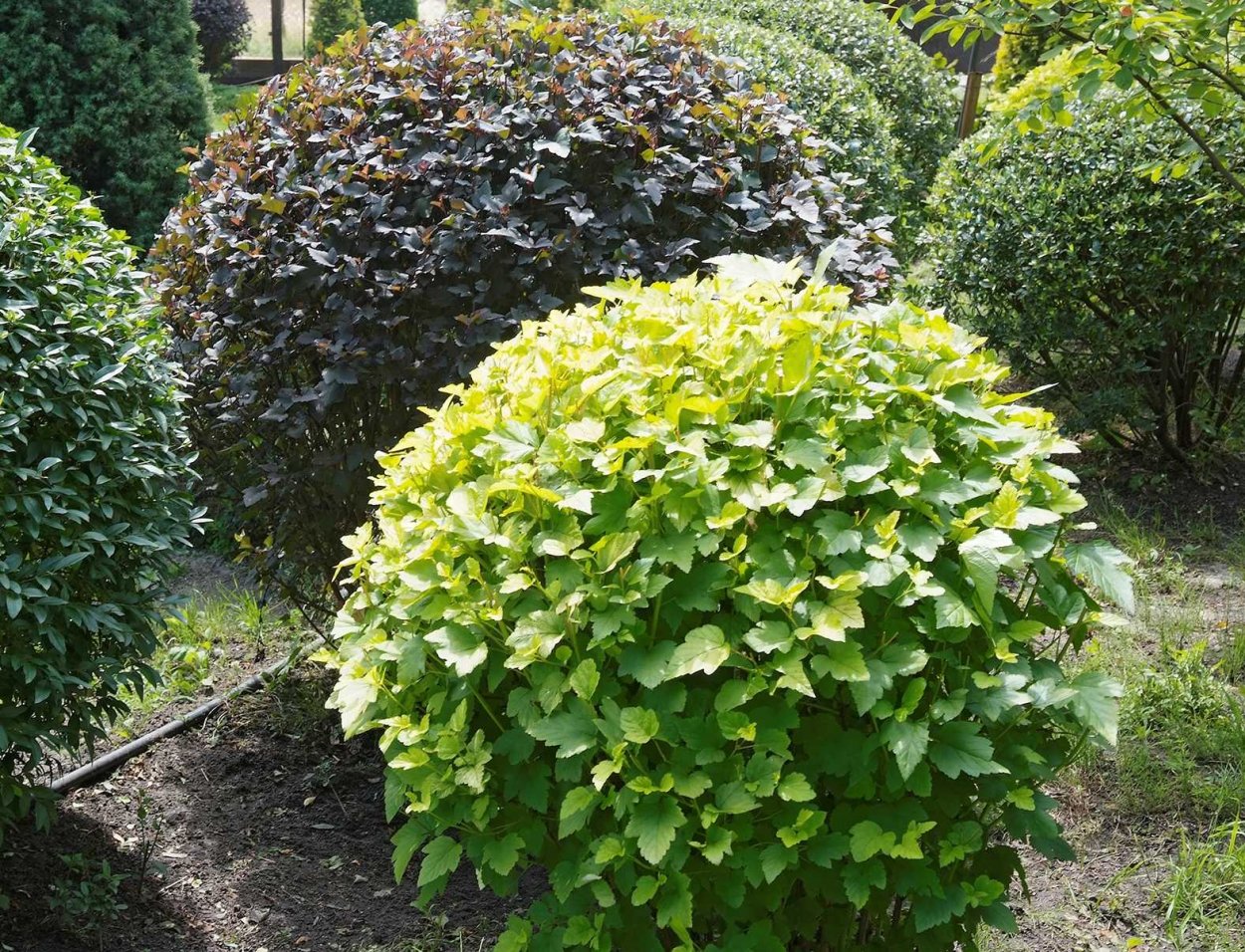 Пузыреплодник диабло Живая изгородь