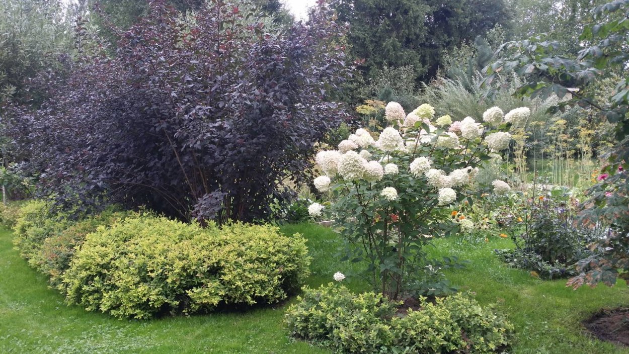 Бузина черная Блэк Лас