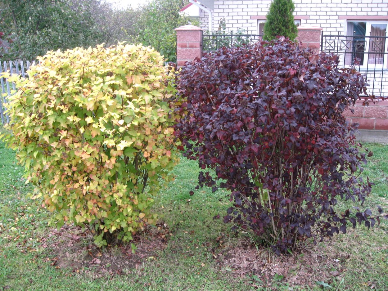 Барбарис Тунберга Живая изгородь