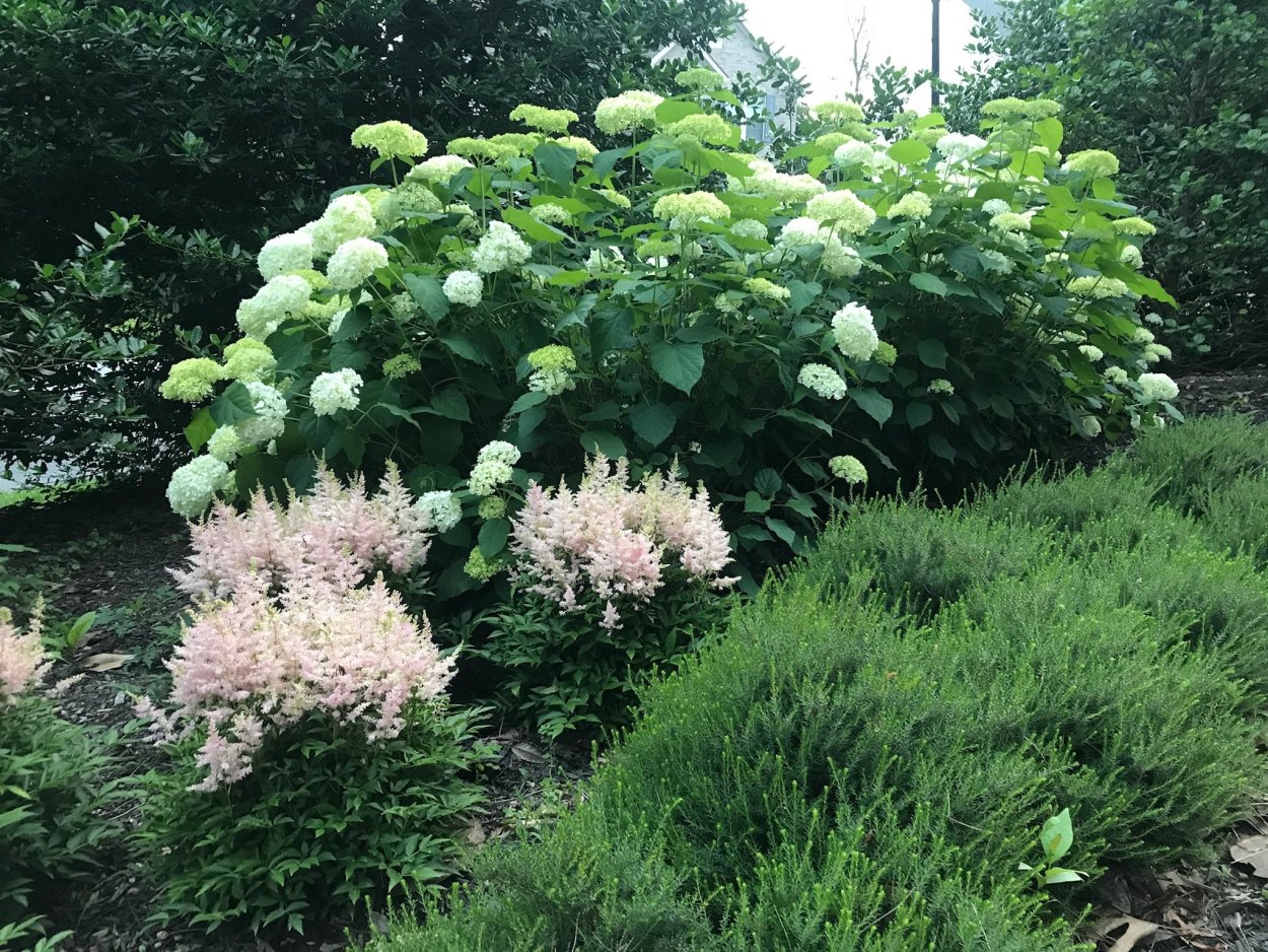 Пузыреплодник и Барбарис