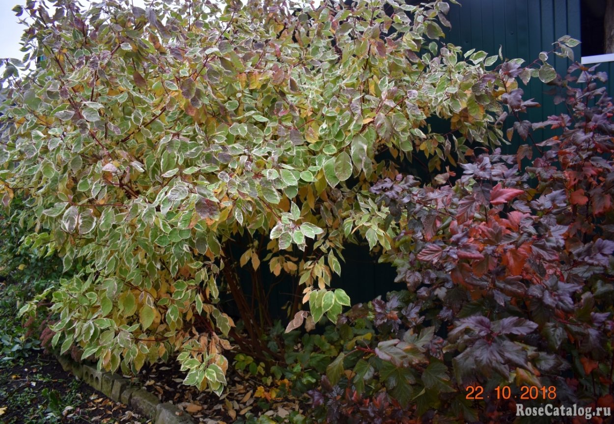 Дерен белый и пузыреплодник