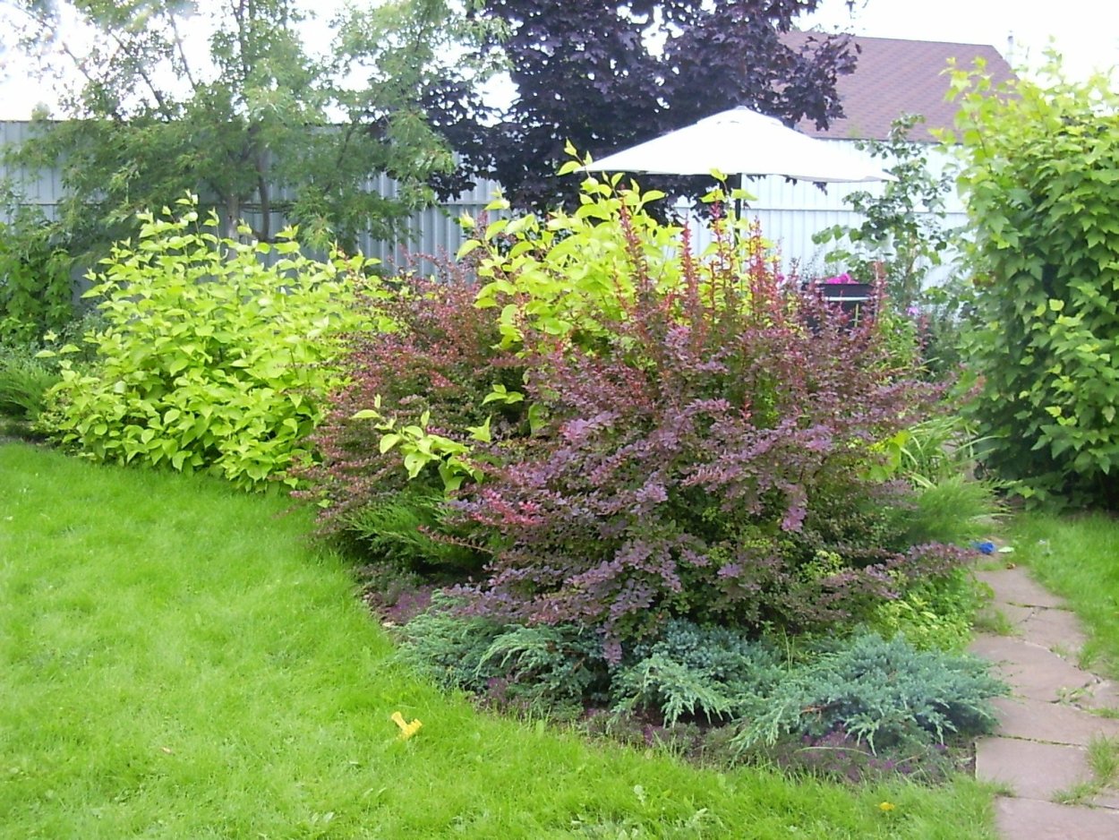 Живая изгородь пузыреплодник и дерен