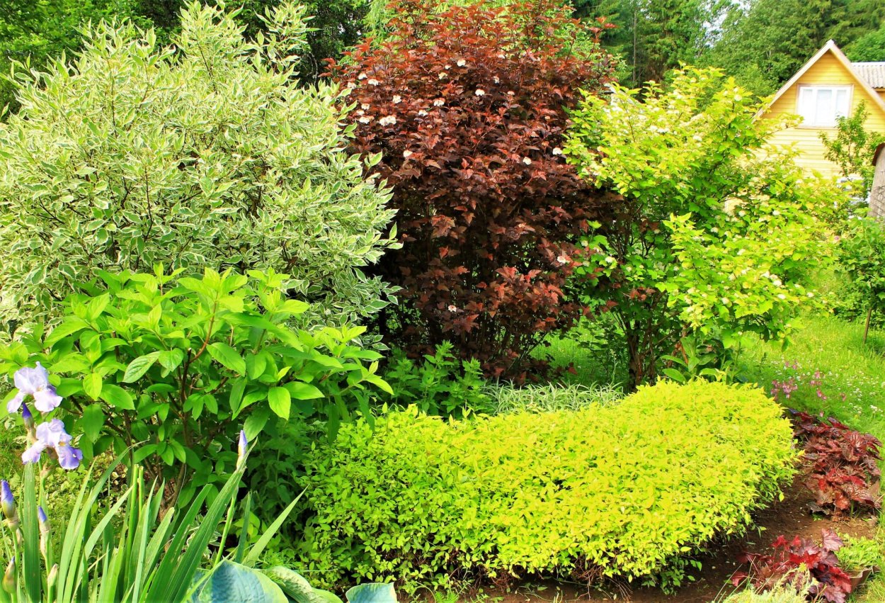 Дерен Элегантиссима изгородь