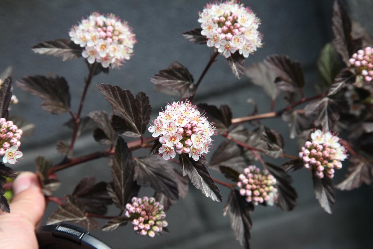 Спирея березолистная бонсай