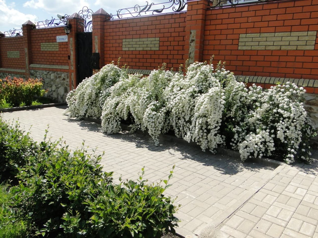 Барбарис, спирея, пузыреплодник