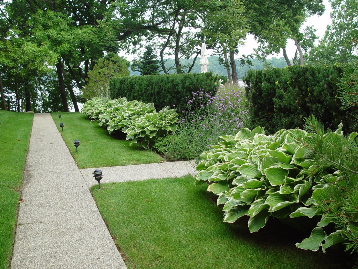 Самшит и Хоста в ландшафтном дизайне