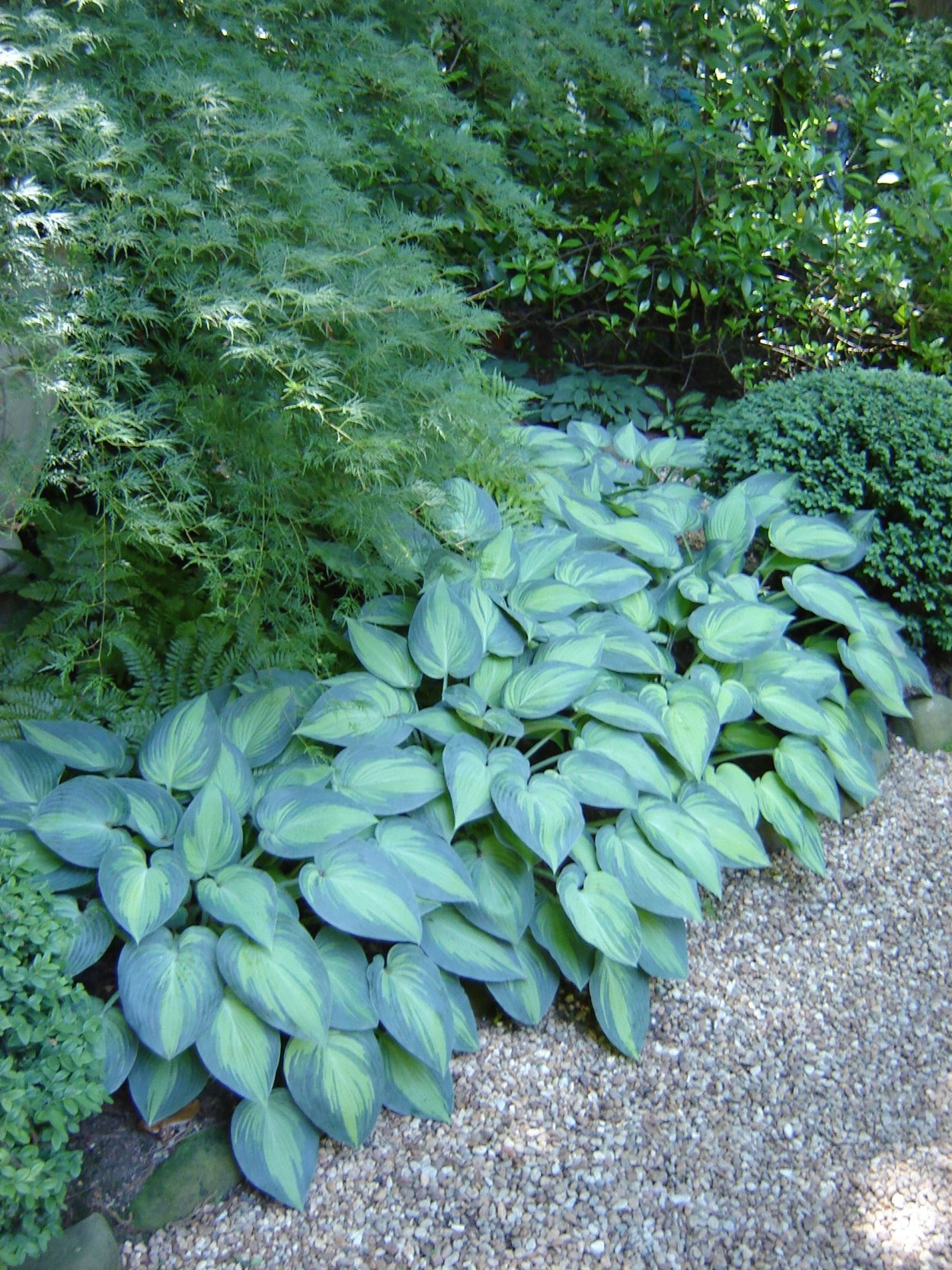 Хоста бордюрная