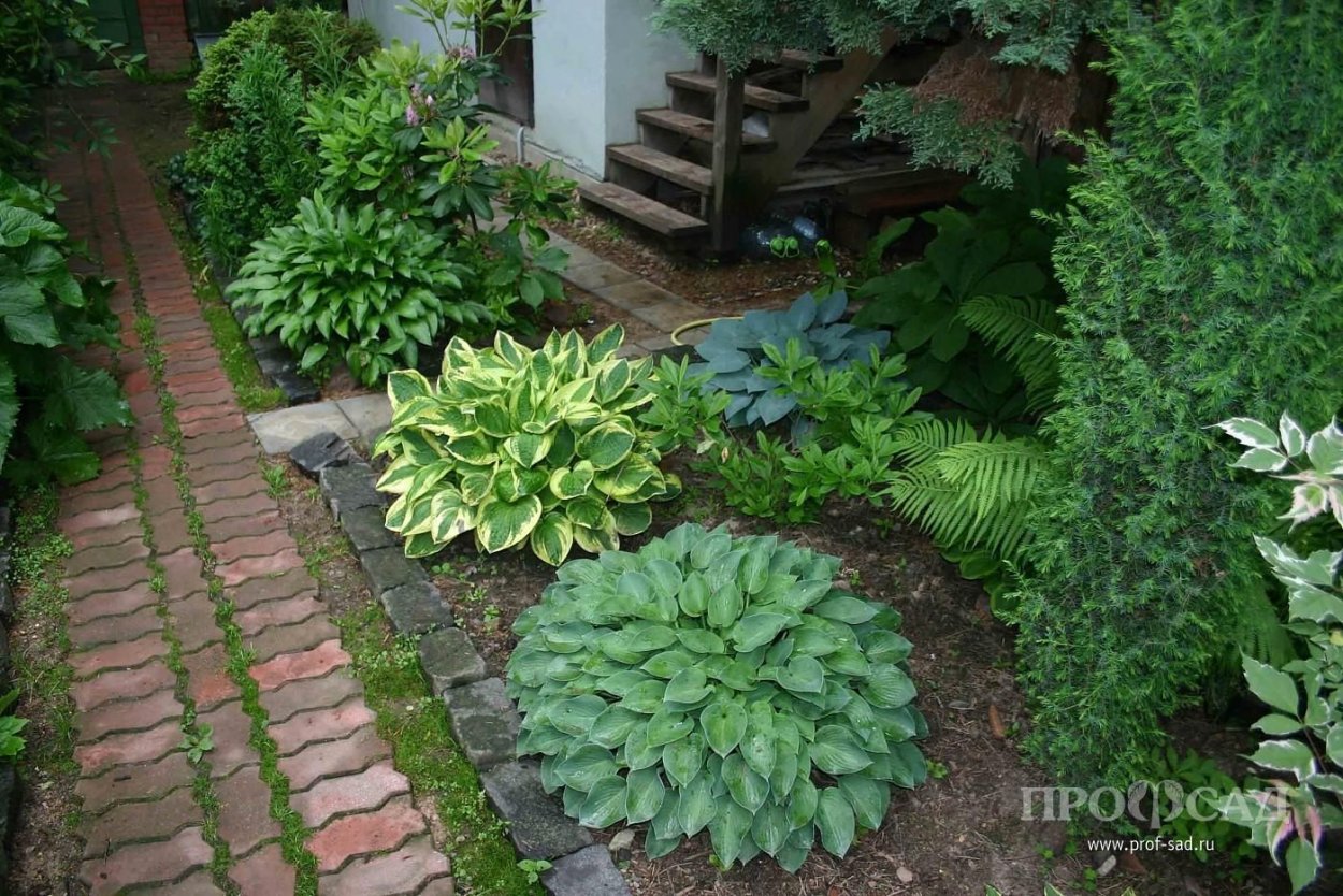 Хоста цветник хосты вдоль дорожки