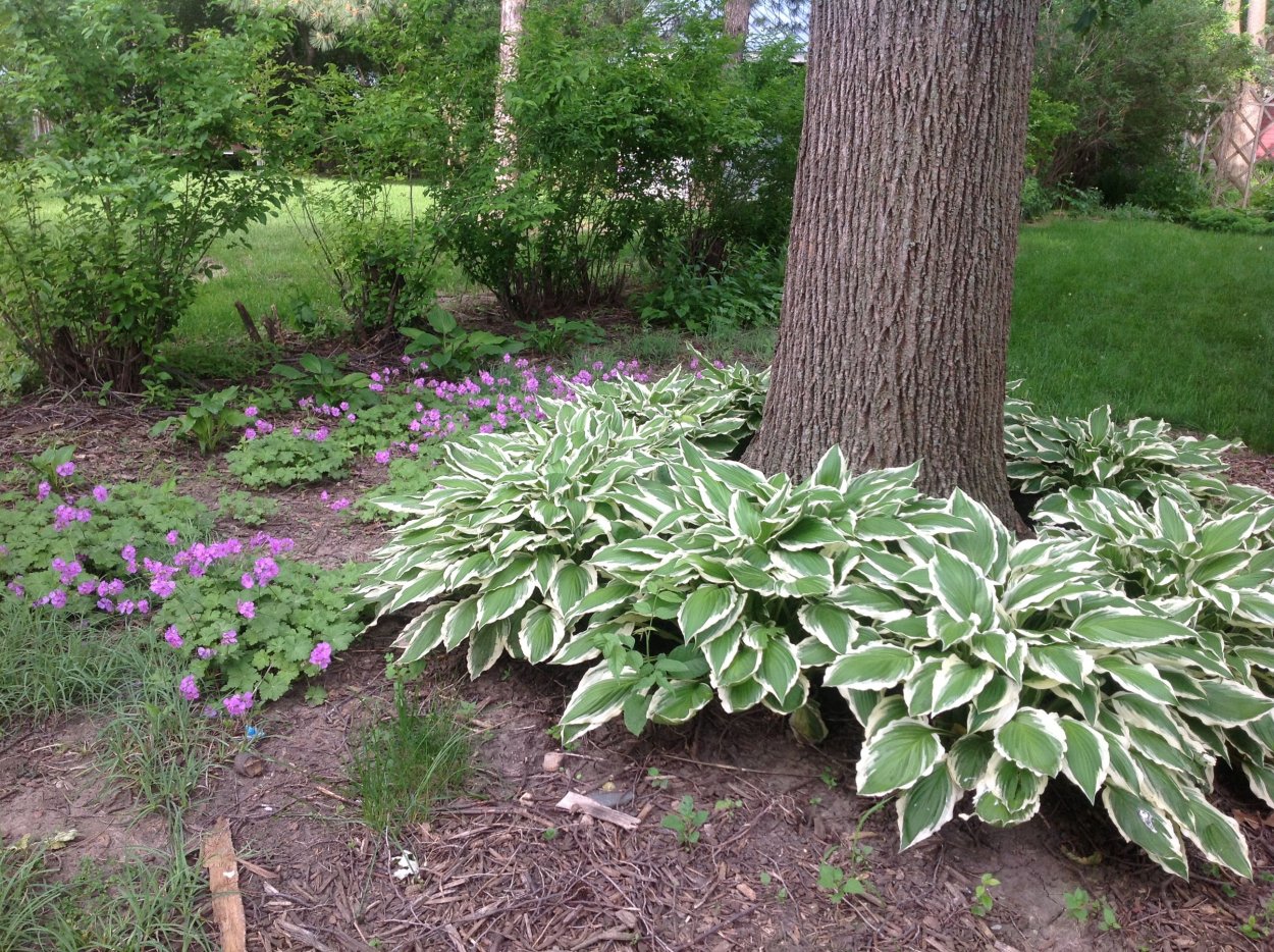Хоста бордюрная