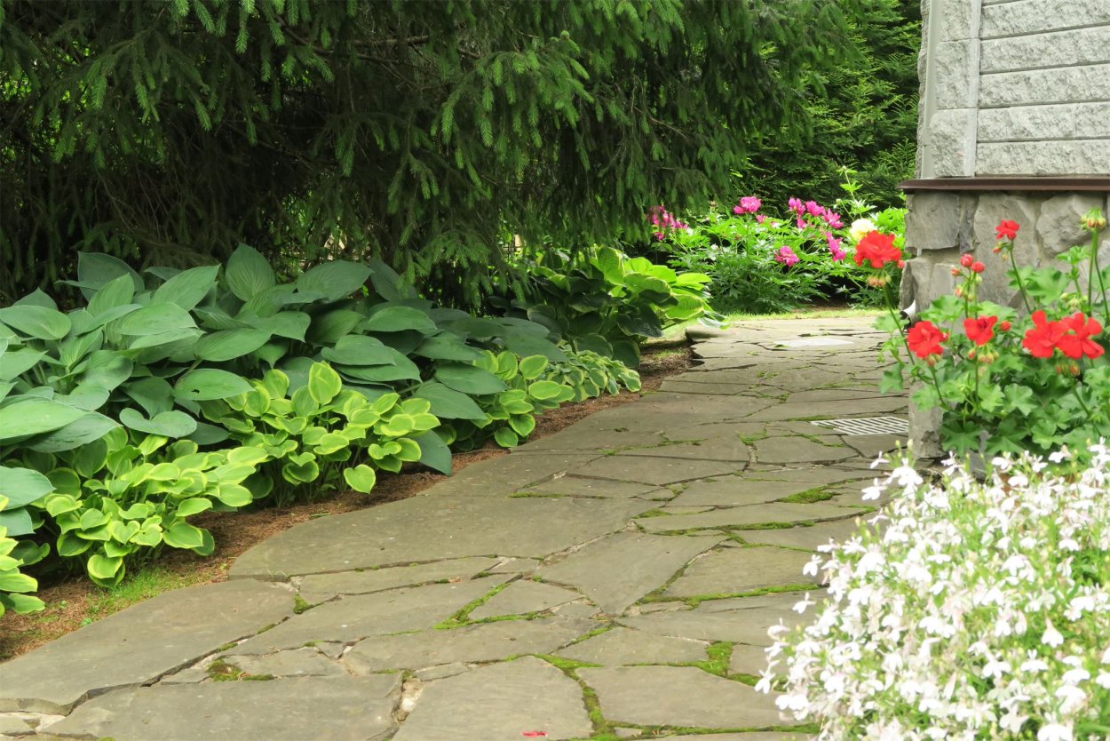 Манжетка вдоль дорожек