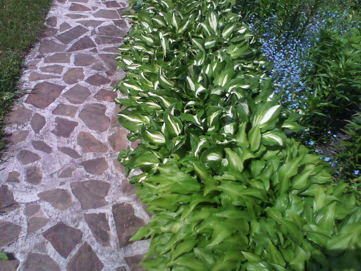 Хоста низкорослая бордюрная