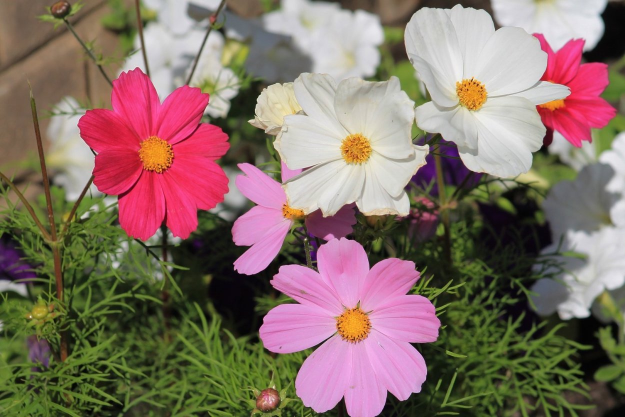 Космея Пикоти