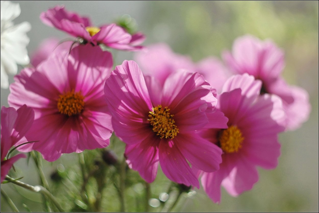 Космея Альба