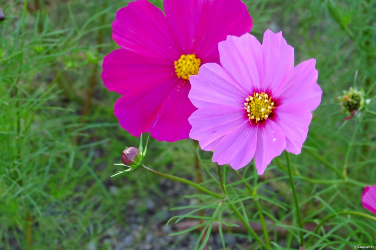 Космея цветок Рыжик