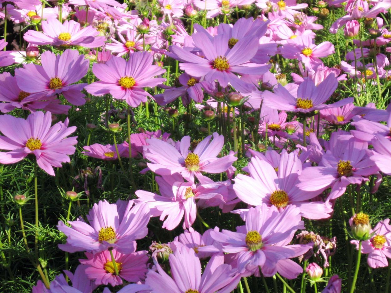 Космея многолетка