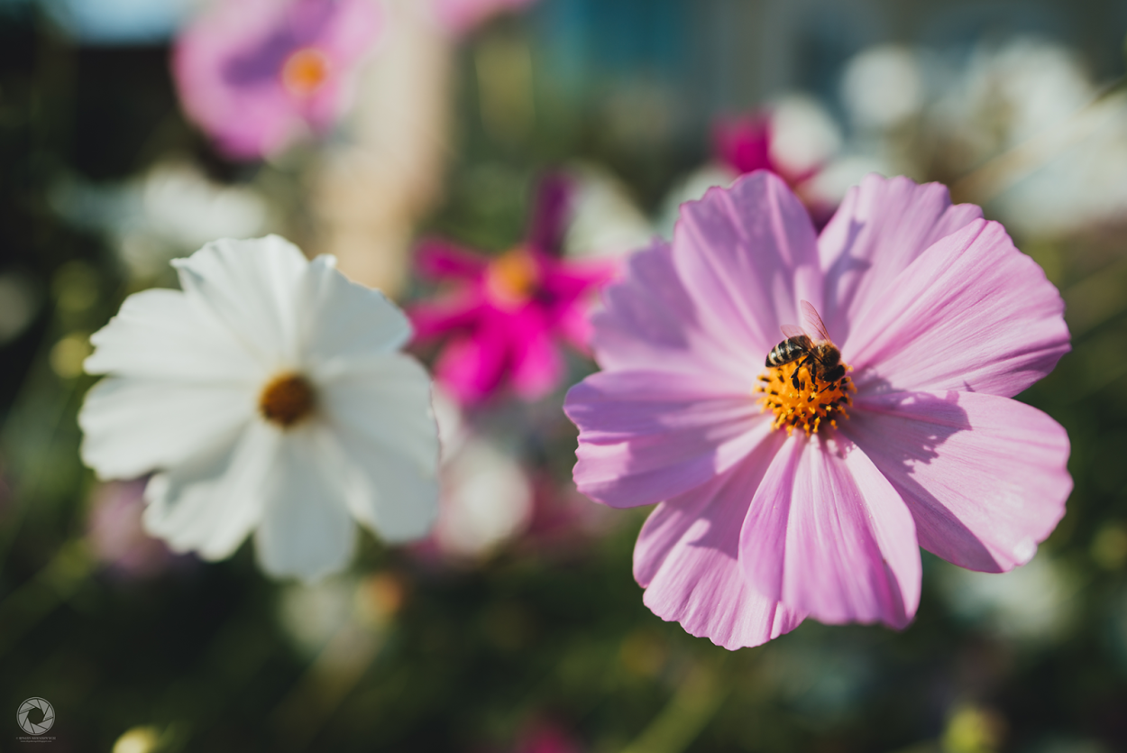 Космея Ксантос