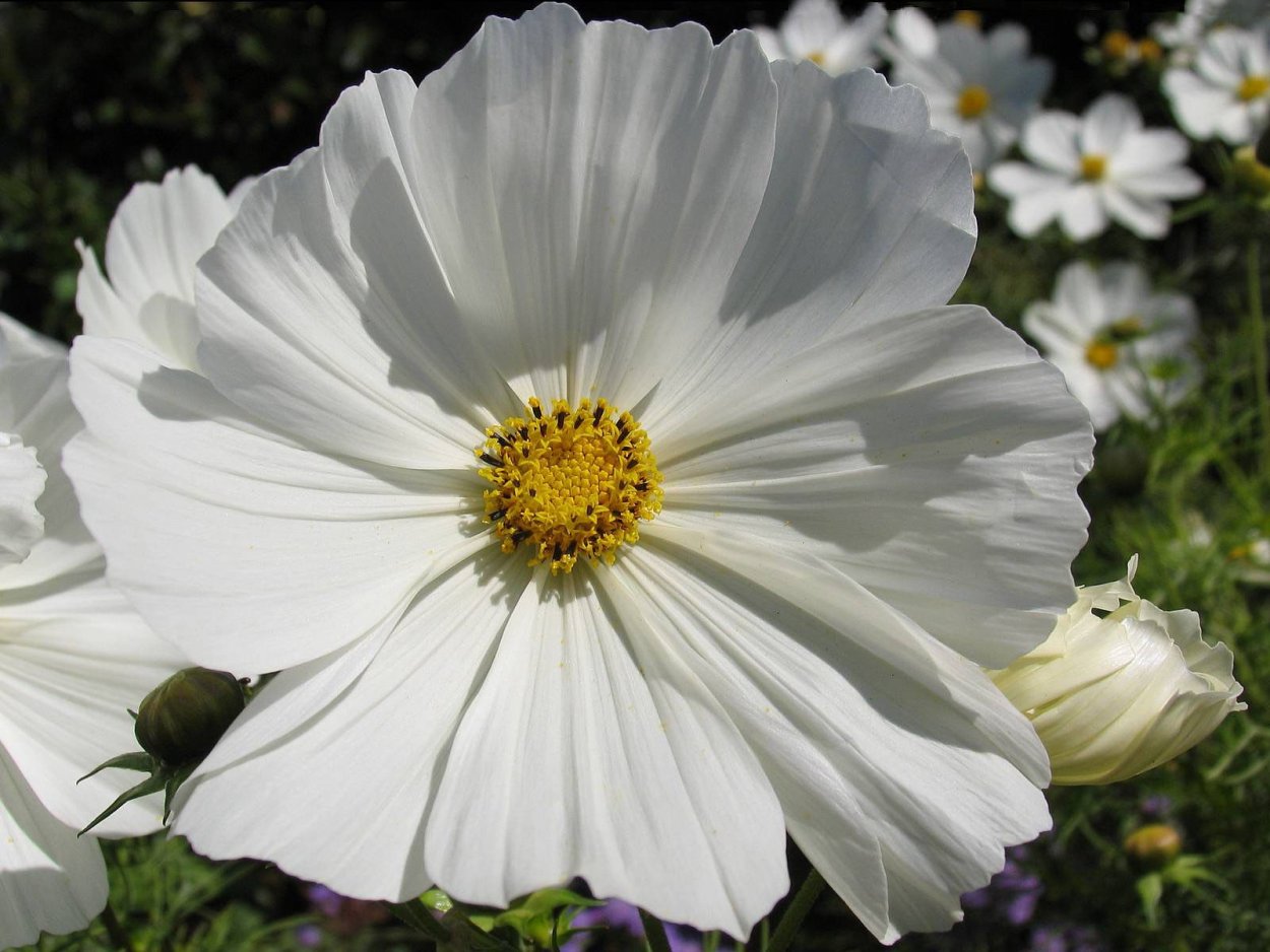 Космея бордюрная