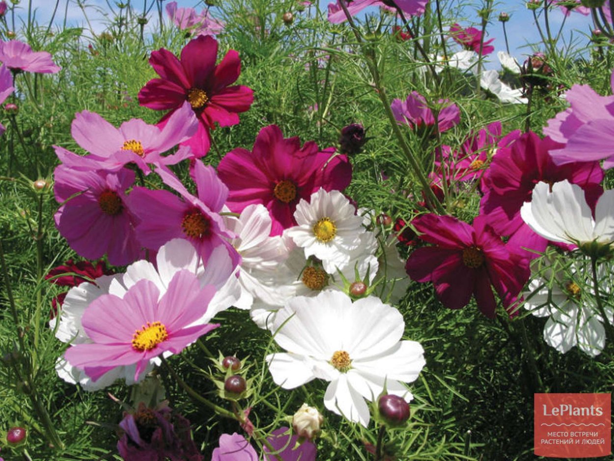 Космея Космик f1