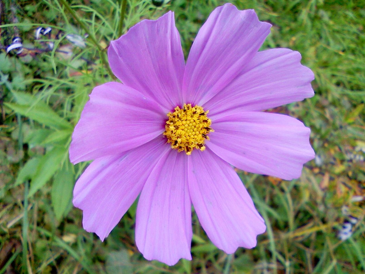 Космея многолетник