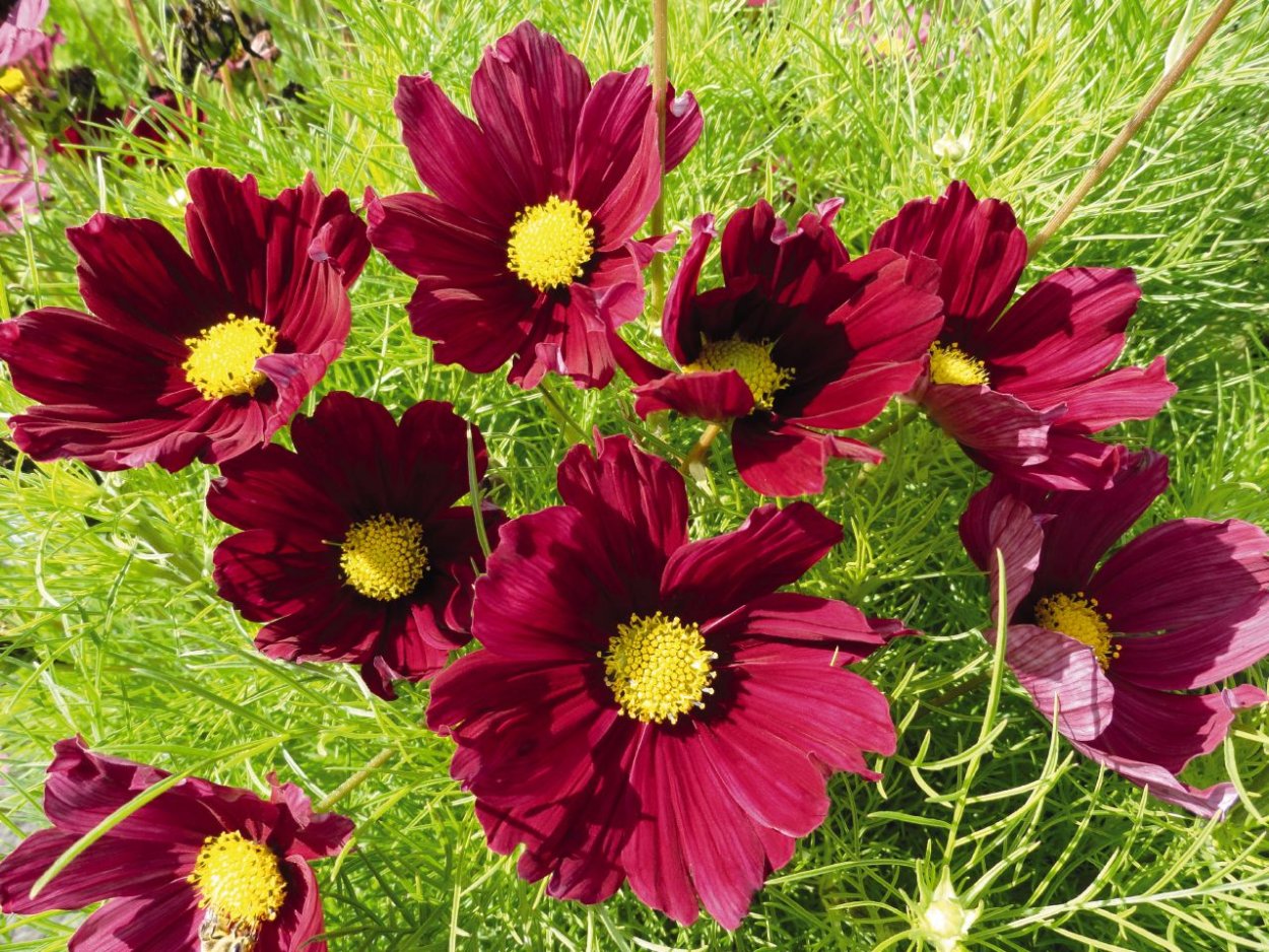 Космея Казанова ред