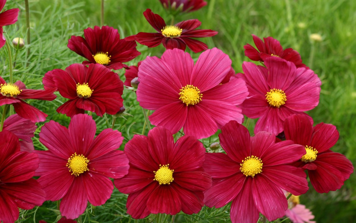 Космея Cosmic Red