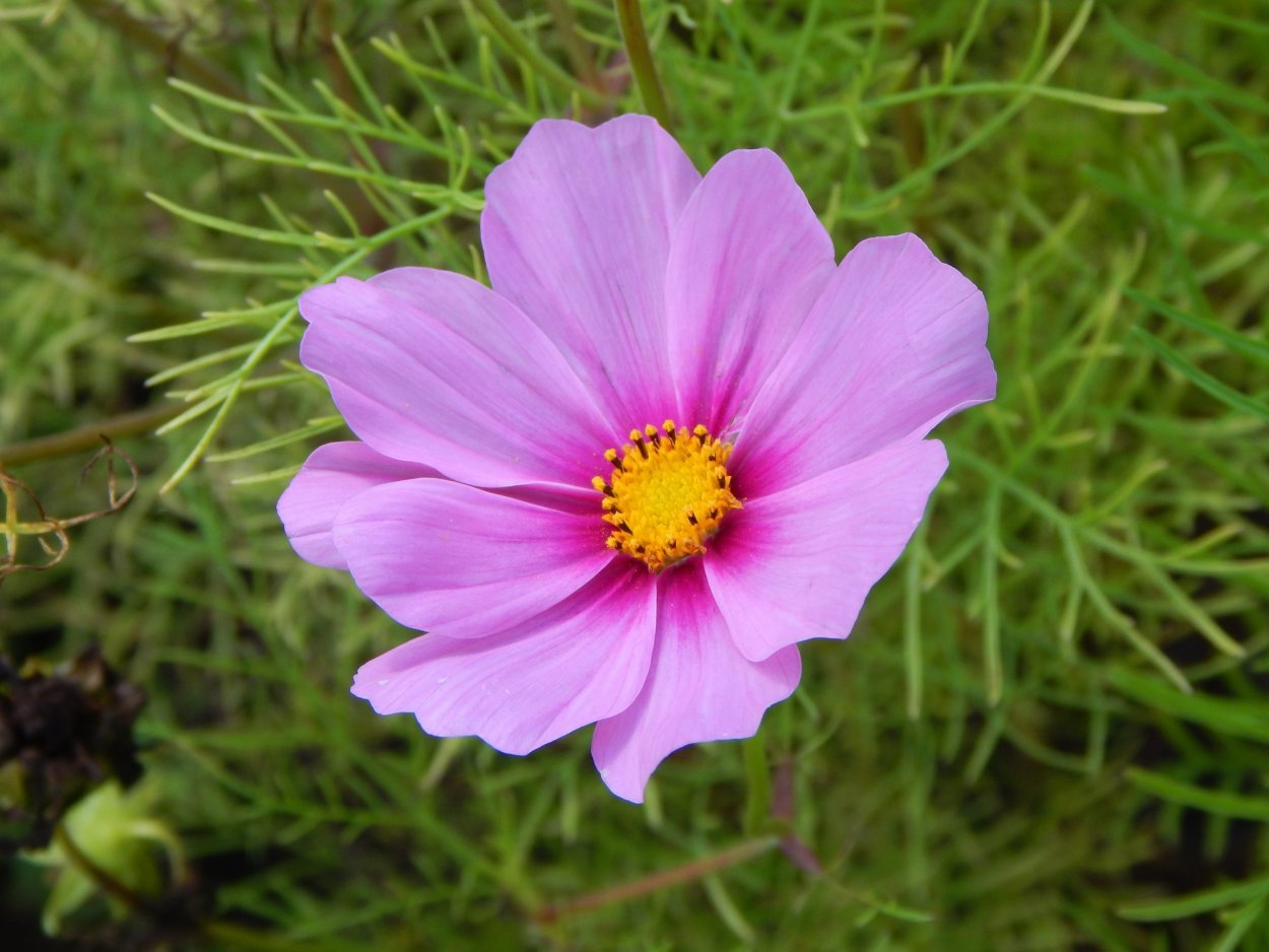 Космея Мадонна