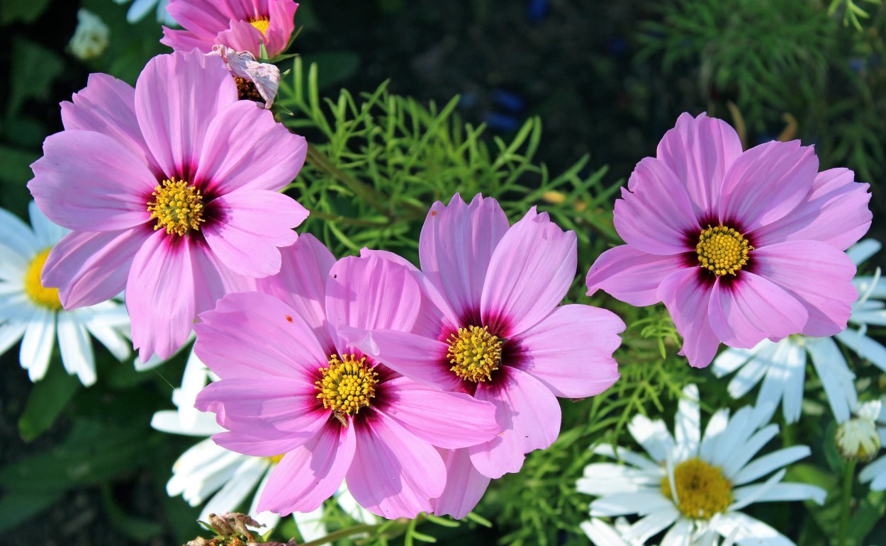 Космея бордюрная