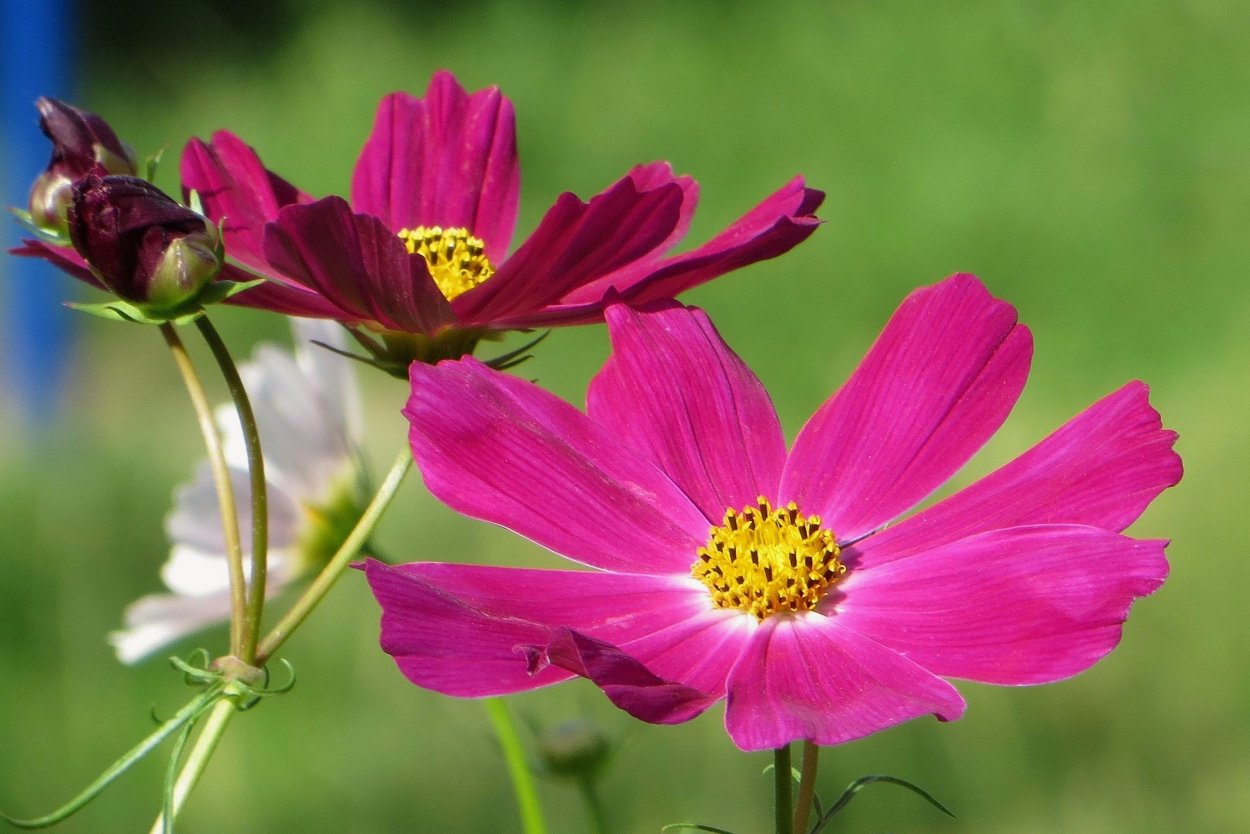 Космея Вега карликовая