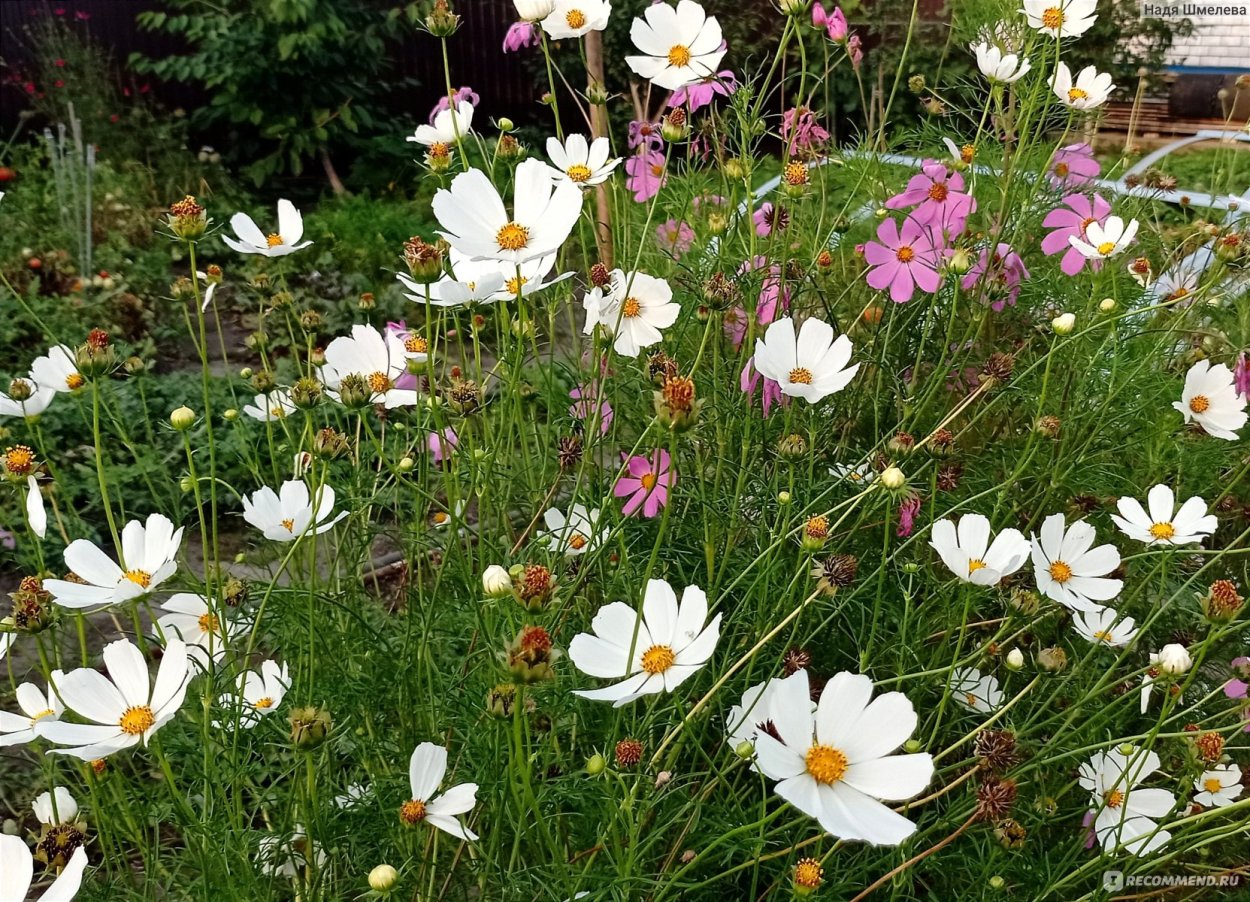 Ногти из космеи