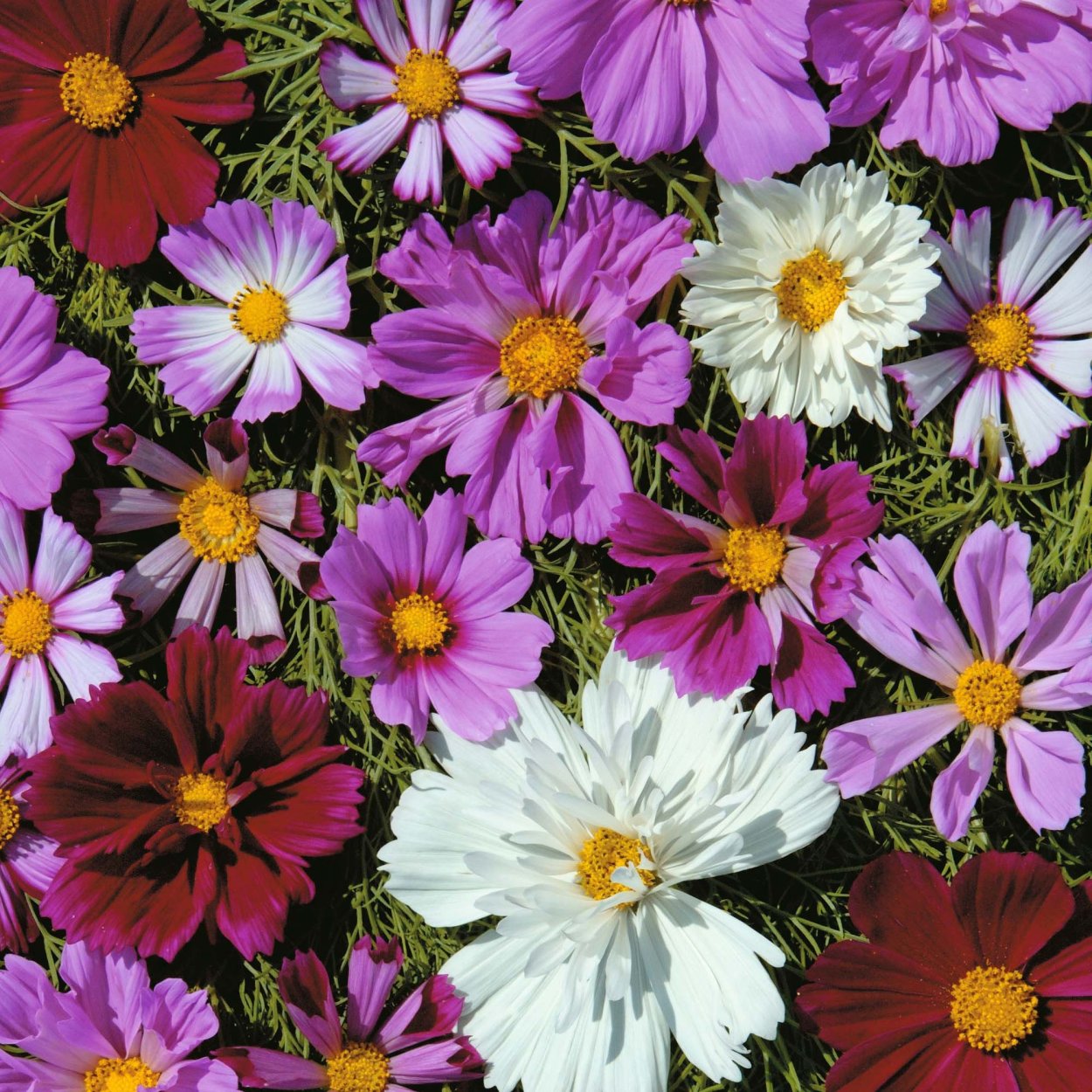 Однолетники космея