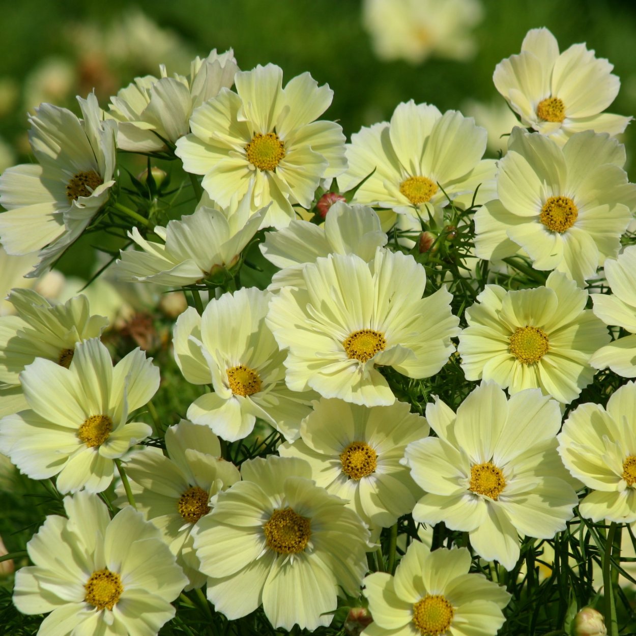 Космея Ксантос