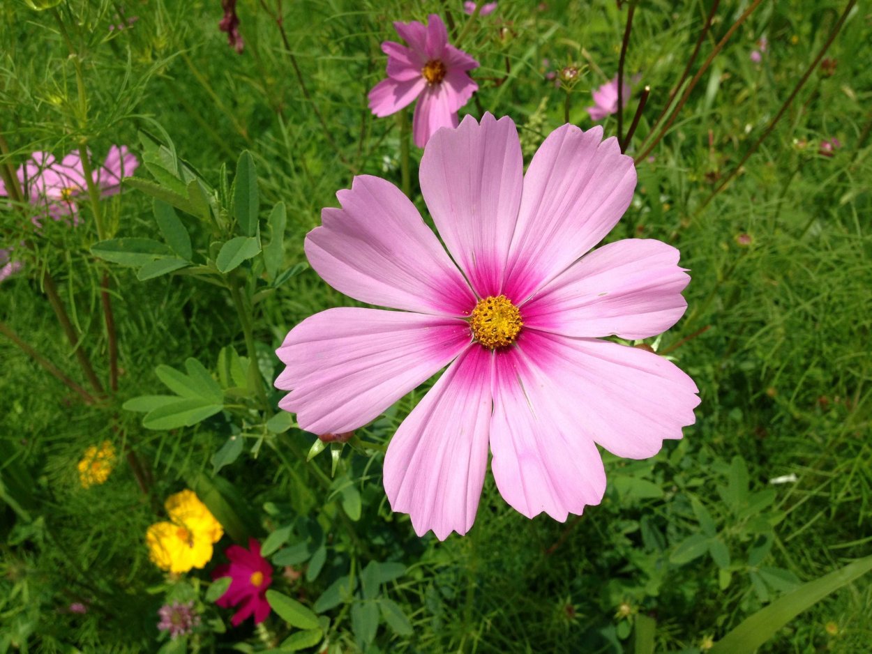 Космея Вега