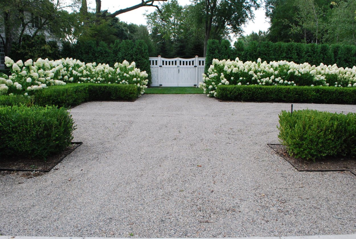 Гортензия метельчатая бордюр