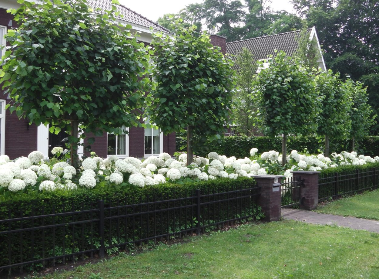 Гортензия древовидная Живая изгородь