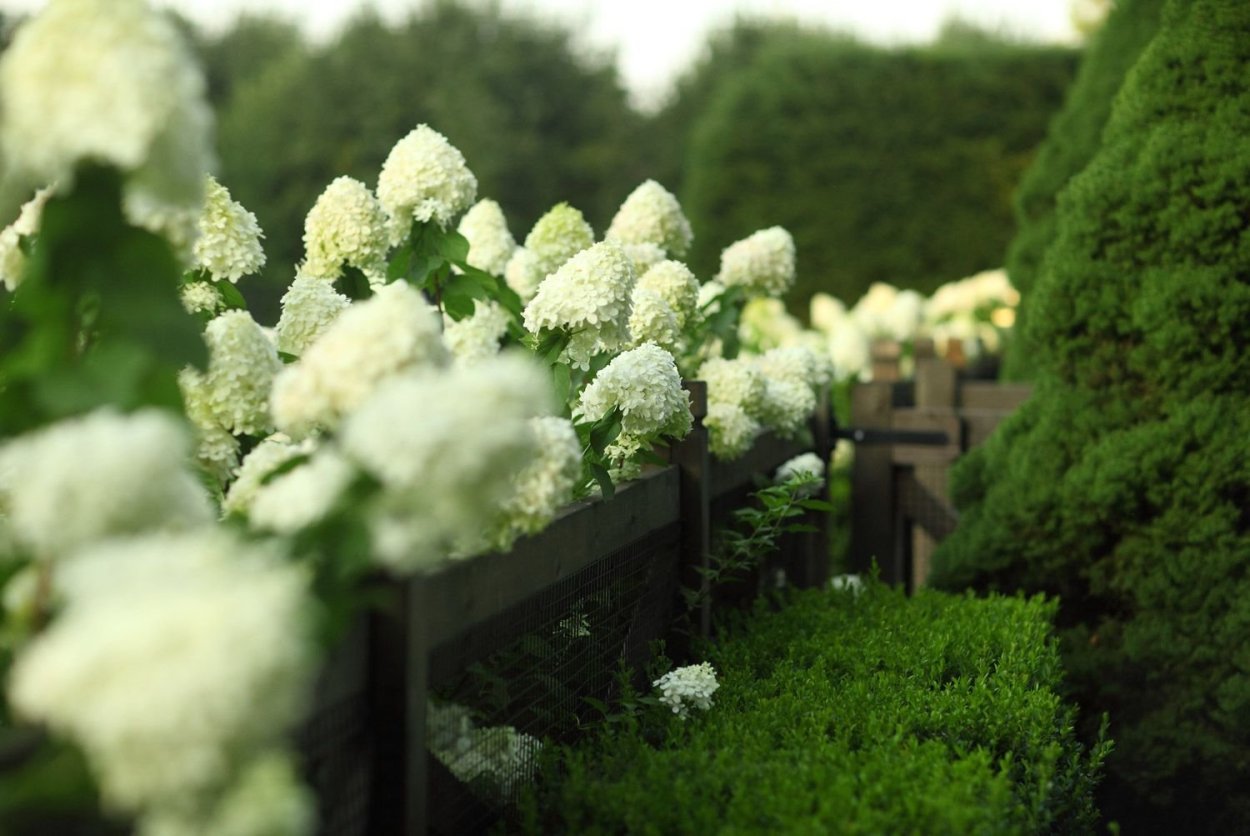 Гортензия Лаймлайт самшит