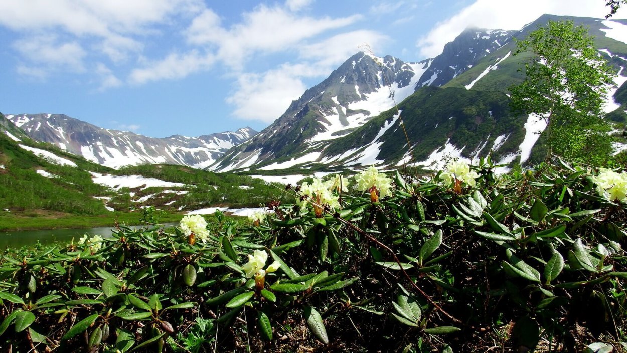 Флора камчатки