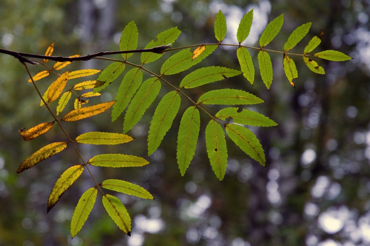 Sorbus aucuparia лист